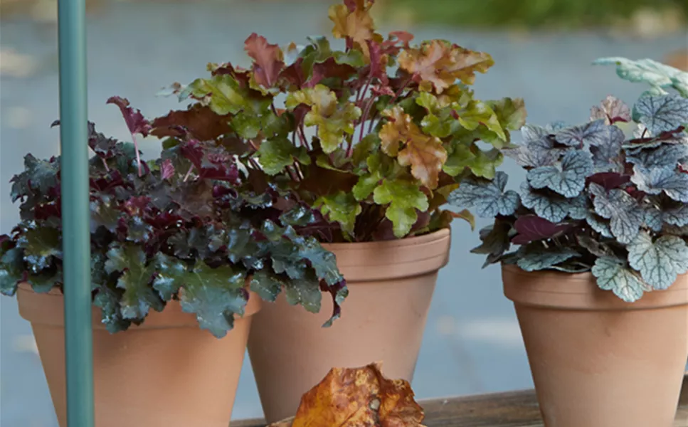 Saisonerlebnis - Ideen für drinnen und draußen