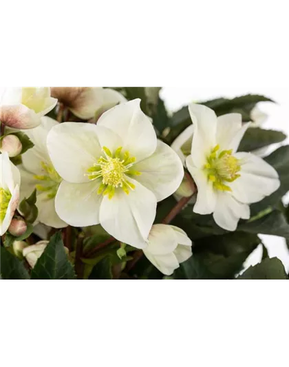 WEISSE WINTER-SCHöNHEITEN