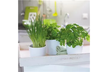 WIE GEHT... KüCHENKRäUTER