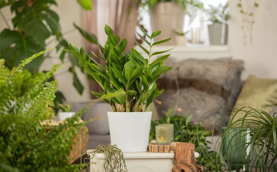 Zimmerpflanzen - Für jedes Zuhause Zimmerpflanzen - Für jedes Zuhause