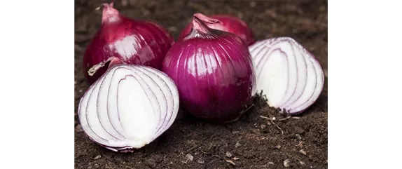 ERNTEDANKFEST  ERNTEDANKFEST