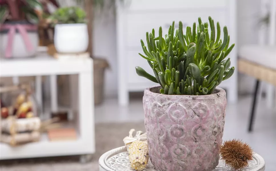 Innen - Hübsche Übertöpfe und Co. Innen - Hübsche Übertöpfe und Co.