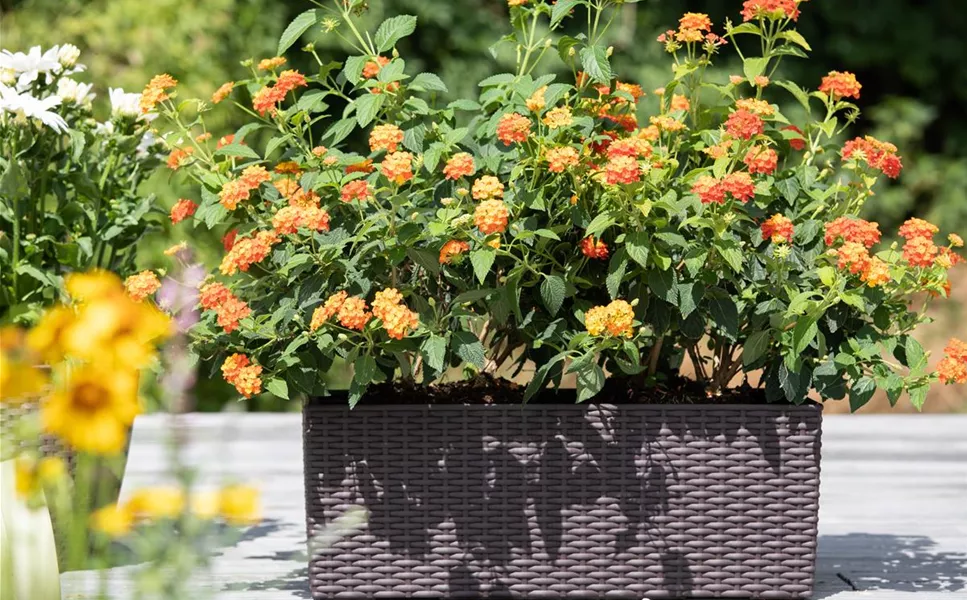 Beet & Balkon - Blühendes für Haus und Garten Beet & Balkon - Blühendes für Haus und Garten