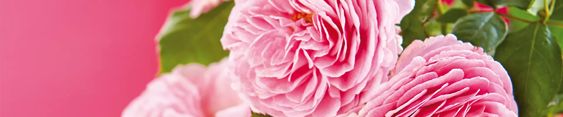 LIEBE LIEGT IN DER LUFT