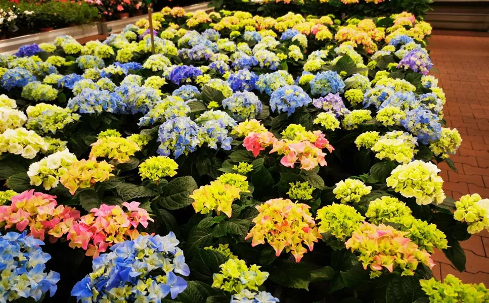 Individueller Pflanzservice - Für blühende Freude