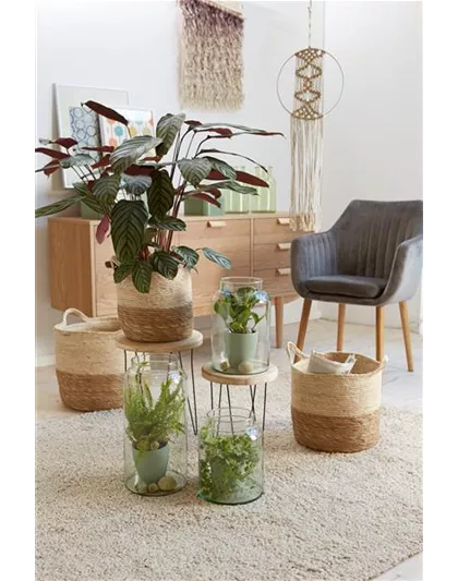 RAUMKLIMA MIT ZIMMERPFLANZEN!