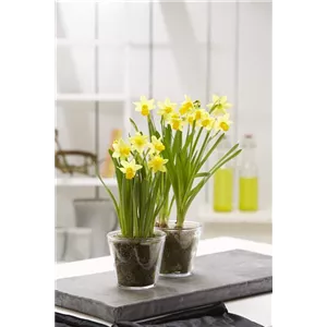 PFLANZE DES MONATS FEBRUAR: NARZISSE