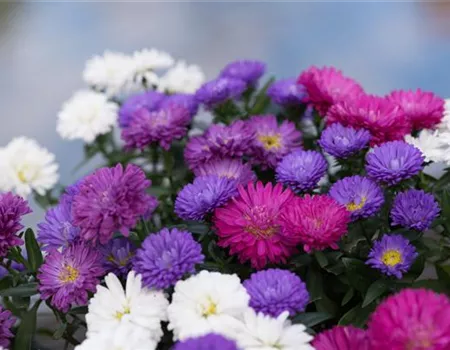 Aster