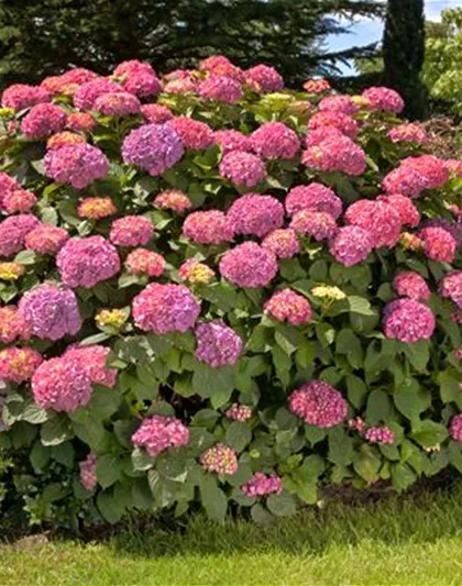 Bauernhortensie