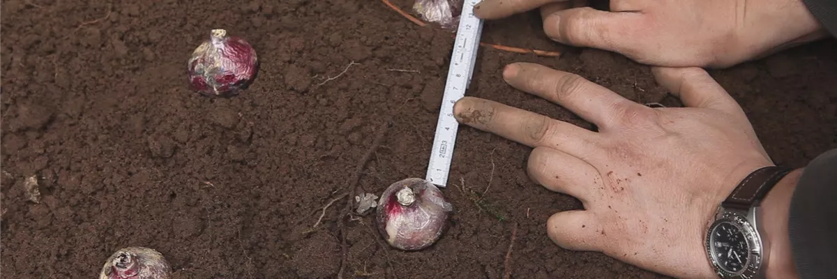 Hyazinthen - Blumenzwiebeln einpflanzen im Garten (thumbnail) Hyazinthen - Blumenzwiebeln einpflanzen im Garten (thumbnail)