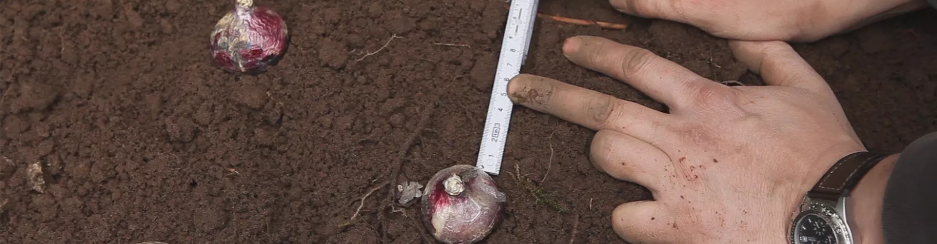 Hyazinthen - Blumenzwiebeln einpflanzen im Garten (thumbnail)
