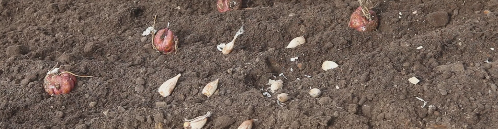 Blumenzwiebeln - Einpflanzen im Garten (thumbnail)