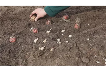 AUS DER KNOLLE KOMMT DAS TOLLE!