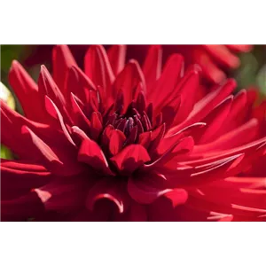 DAHLIEN - BLüHWUNDER IM HOCHSOMMER