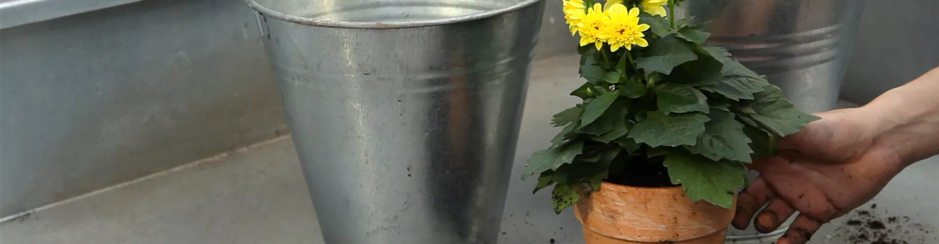 Dahlie - Einpflanzen in ein Gefäß (thumbnail)