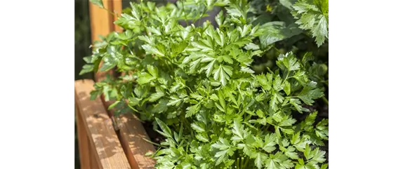 HOCHBEET ANLEGEN - TIPPS & TRICKS