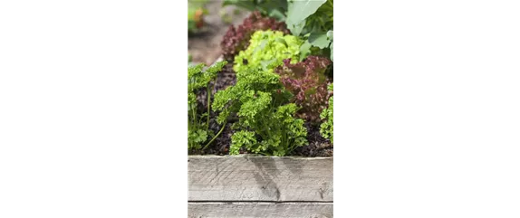 HOCHBEET ANLEGEN - TIPPS & TRICKS