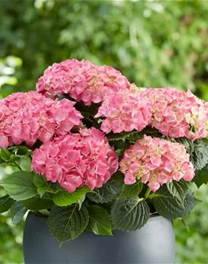 Hortensie