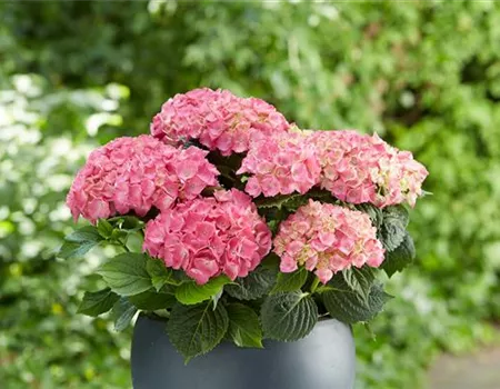 Hortensie