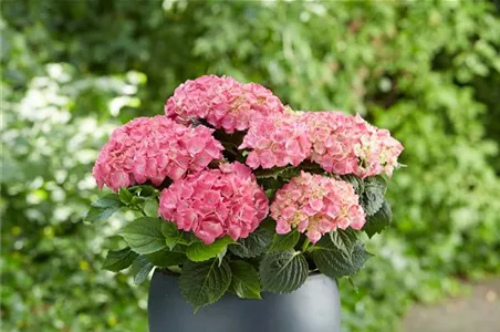 Hortensie
