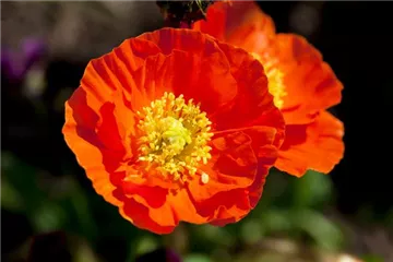 DIE TOP 8 DER SOMMERBLUMEN