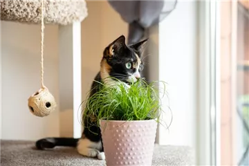 Haustierfreundliche Pflanzen.