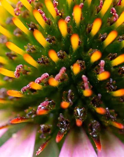 Echinacea