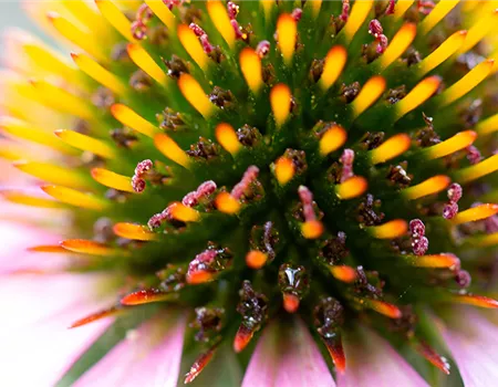 Echinacea
