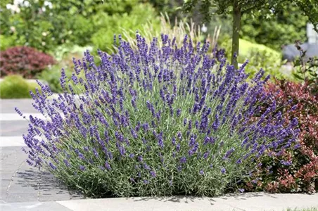 PFLANZE DES MONATS JUNI: LAVENDEL