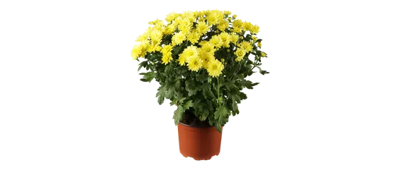 EIN KUNTERBUNTER HERBST! EIN KUNTERBUNTER HERBST!