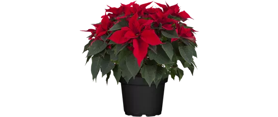 WEIHNACHTEN BEGINNT ZUHAUSE!