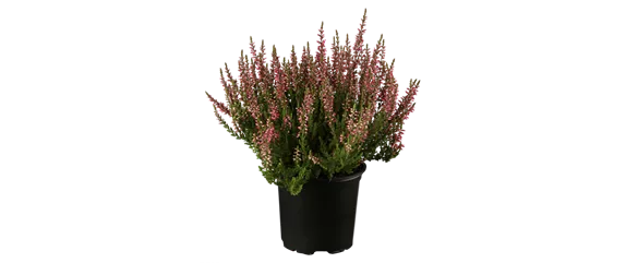 EIN KUNTERBUNTER HERBST! EIN KUNTERBUNTER HERBST!