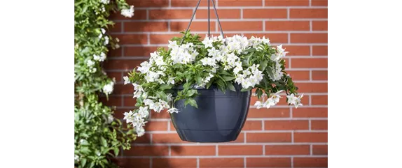 DER SOMMERJASMIN!
