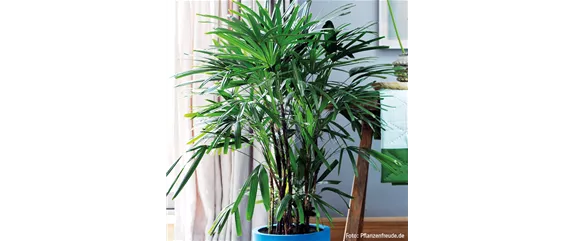 TIERFREUNDLICHE PFLANZEN FüR ALLE FELLNASEN!