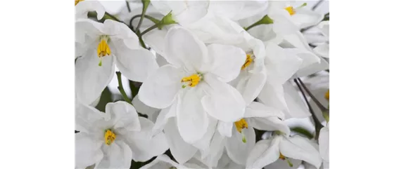 DER SOMMERJASMIN!