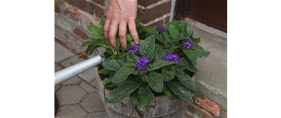 VANILLEBLUME - EINPFLANZEN IN EIN GEFäSS