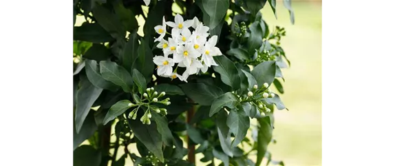 DER SOMMERJASMIN!