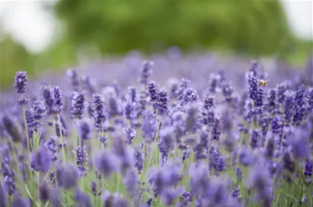 PFLANZE DES MONATS JUNI: LAVENDEL
