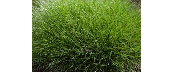 WIE GRäSER DEN GARTEN AUFWERTEN!