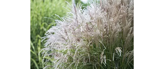 WIE GRäSER DEN GARTEN AUFWERTEN!