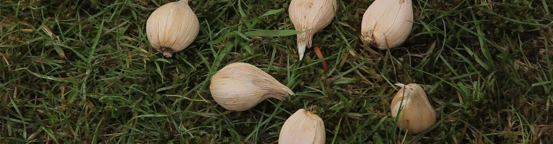 Netzblatt-Schwertlilie - Blumenzwiebeln einpflanzen (thumbnail)