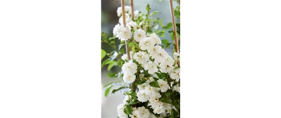 SONNENGARTEN! 