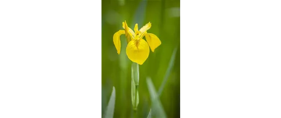 IRIS - DIE PFLANZE MIT DEN VIELEN GESICHTERN