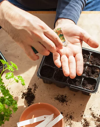 AUSSAAT, DIE AUFGEHT!