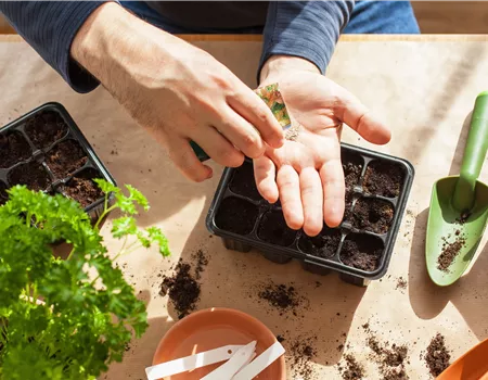 AUSSAAT, DIE AUFGEHT!