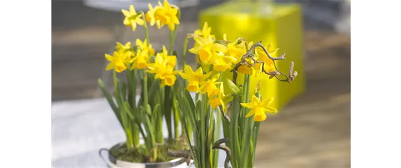 BUNTES OSTERFEST MIT FRüHLINGSBOTEN! BUNTES OSTERFEST MIT FRüHLINGSBOTEN!