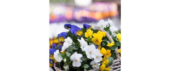 BUNTES OSTERFEST MIT FRüHLINGSBOTEN! BUNTES OSTERFEST MIT FRüHLINGSBOTEN!