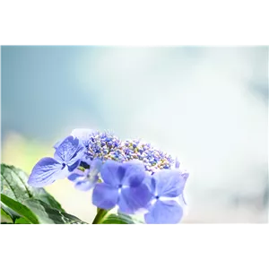 Hortensie