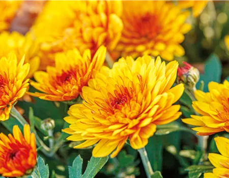 Chrysantheme