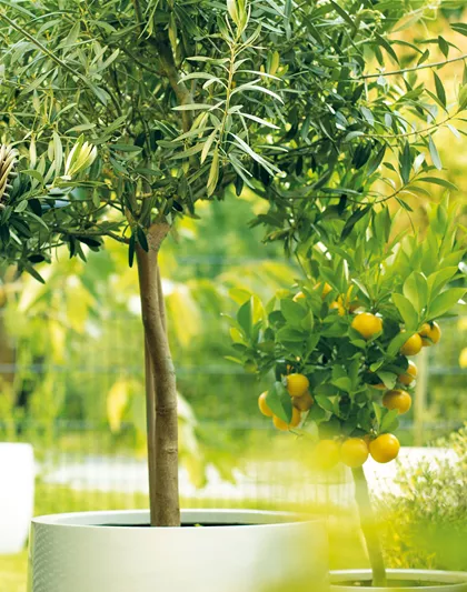 GARTEN DES SüDENS! 